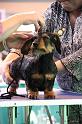 Crufts2011_2 1308